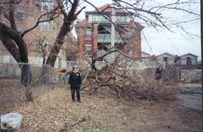 huge limb